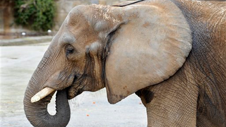 Why Is An Elephant In Barcelona "Depressed"?